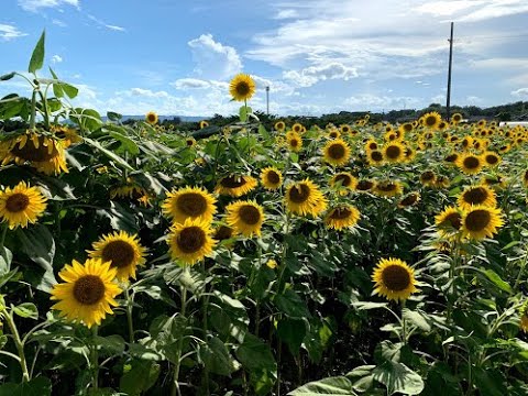 観光地紹介動画 ひまわりに囲まれて元気いっぱい Inひまわり畑 愛知県稲沢市 えすぱーチャンネル Youtube