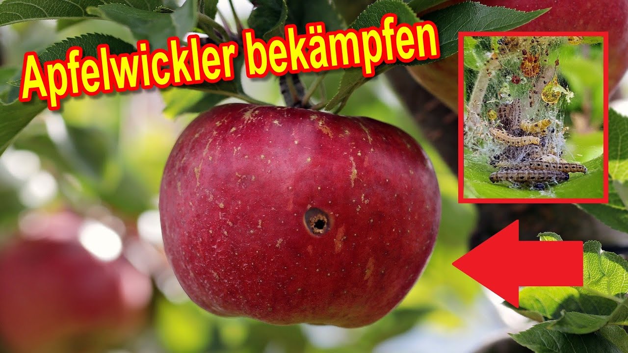 Apfelwickler natürliche bekämpfen am Obstbaum - Obstmaden vorbeugen und  entfernen - YouTube