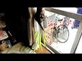 虫を捕獲したいシオンさん