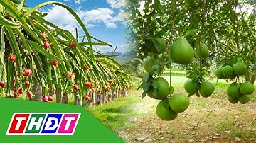 Tiền Giang: Nhiều loại trái cây giá ở mức cao | THDT