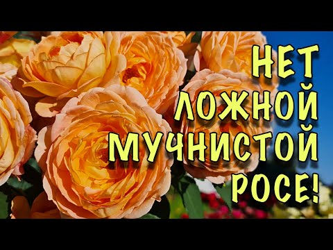 ХВАТИТ МУЧАТЬСЯ с ЛОЖНОЙ МУЧНИСТОЙ РОСОЙ! ОПРЫСКАЙТЕ розы ПОКА НЕ ПОЗДНО! СУПЕР КОКТЕЙЛЬ 5 в 1!