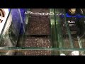 SCA aquarium update with Anoxic Filter added.
Better than good…