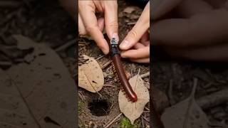 Millipede POV Camera 🐛 | Underground Colony Exploration | AI Generated Educational Video