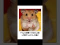 【ハムスター】殿堂入りボケてに廃人が全力でアフレコしてみたw【第1弾】 #ボケて #アフレコ #ハムスター