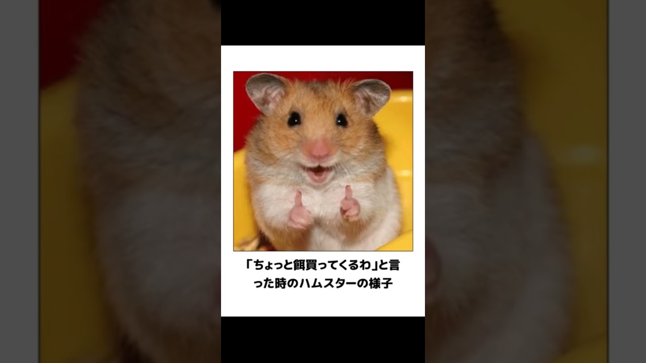 【ハムスター】殿堂入りボケてに廃人が全力でアフレコしてみたw【第1弾】 #ボケて #アフレコ #ハムスター