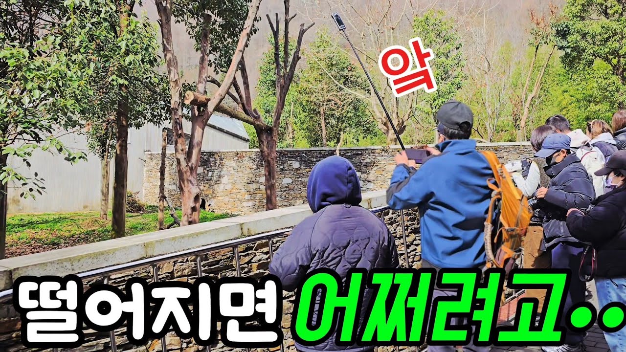 26.3.7 오전3 푸바오실시간 안그래도 푸야 힘든데..그거 떨어지면 어쩌려고..