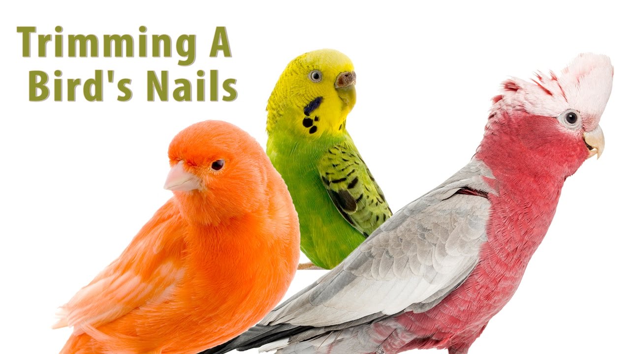 How to Trim A Bird's Nails - YouTube