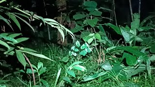 cari setan kredit yg di film dono