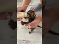 Girl found a cute stray kitten on the road and brought it home #animal #animalsoftiktok #animallover