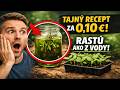 ZÁHRADNÉ OBCHODY TENTO RECEPT NENÁVIDIA! 🤫 Prírodný "EPÍN" za pár centov: Priesady rastú ako z vod