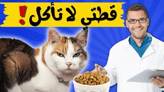 علاج فقدان الشهية عند القطط|فقدان الشهية عند القطط