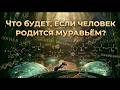 Что будет, если человек родится муравьём