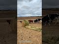 草をカンガルーのように追いかける牛たち：牧場のユニークな給餌方法