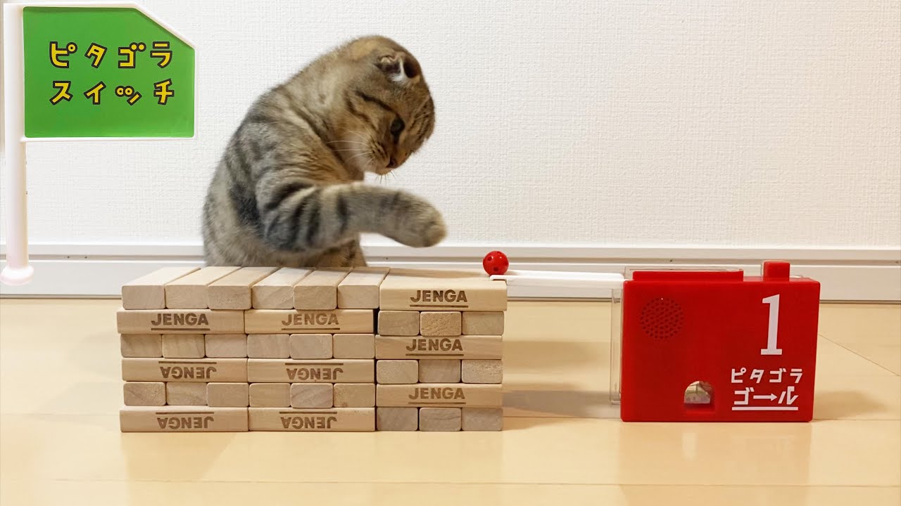 【今日も猫達とピタゴラスイッチ】