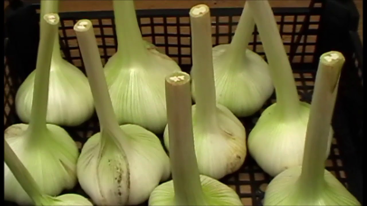 Elephant Garlic weigh-in : what does your biggest bulb weigh?