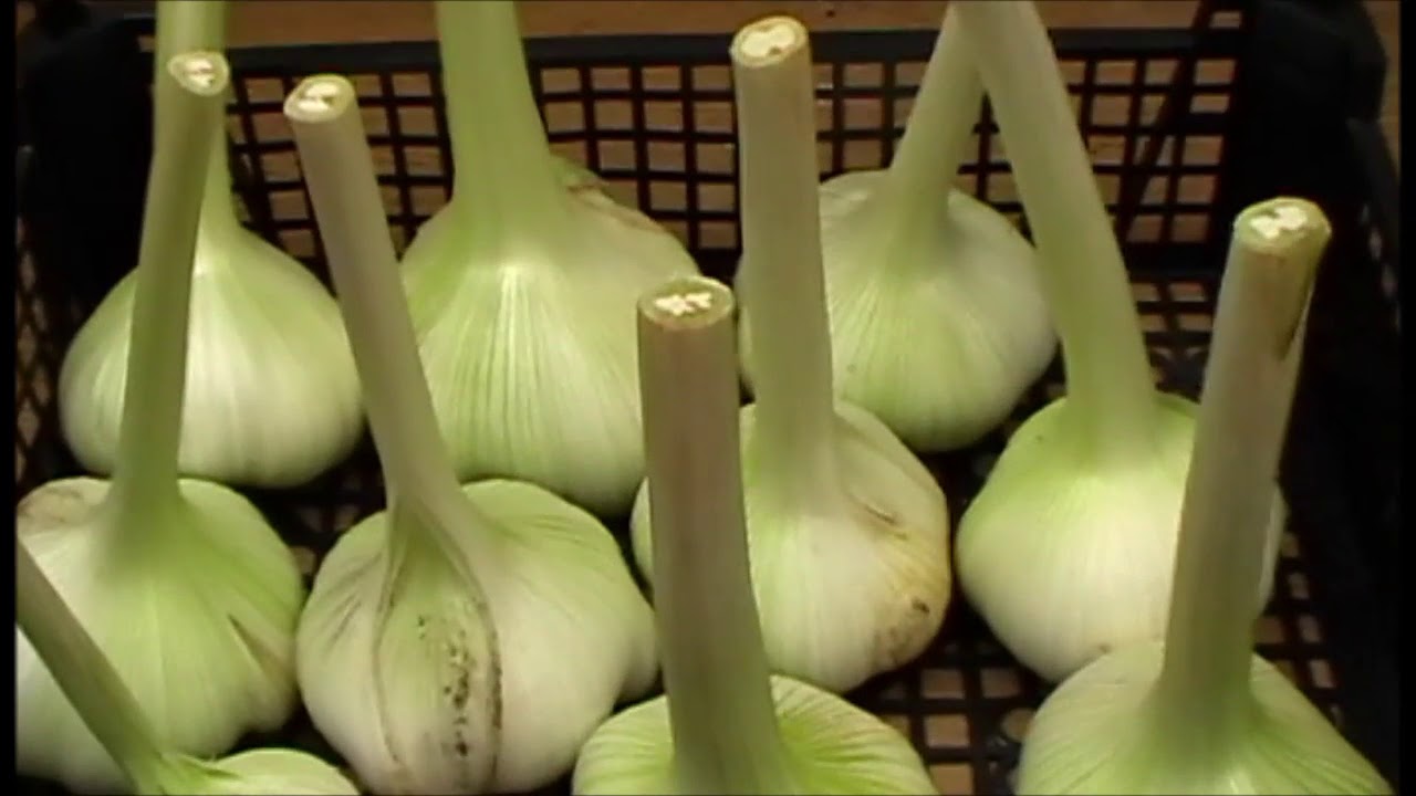 How Much Does A Bulb Of Garlic Weigh