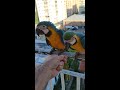 Guacamayas Caraqueñas Un pichon huerfanito #shorts