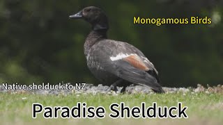 Paradise Shelducks Are Native To Nz , They Are Often Appear In Pairs And Are Monogamous Water Birds!