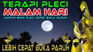 Terapi Pleci Malam Hari Agar Gacor dan Buka Paruh, Terapi Pleci Malam Hari Agar Siang Bogkar Isian