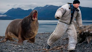 Хищник в деле. Опасный морской лев. Вы и не знали, что тюлень может быть так опасен для человека by ЛАЙКit 428,338 views 3 years ago 8 minutes, 13 seconds