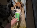 Yummy and messy treat for my boxers! Sammie going all in for it! 😂