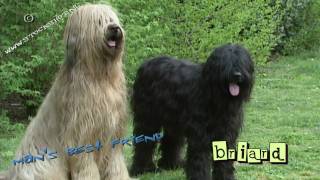 Briard #03  puppy love