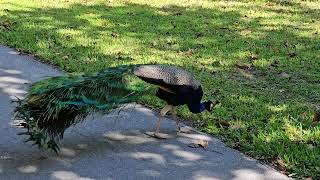 Why Did the Peacock Cross the Road