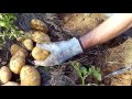 Harvesting Potatoes - is it time?