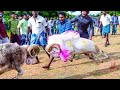 Karnataka fighter sheep for bakrid special
