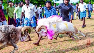 karnataka fighter sheep for Bakrid special.....