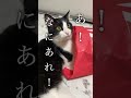 トイレが嫌すぎるハチが可愛すぎる行動#Shorts
