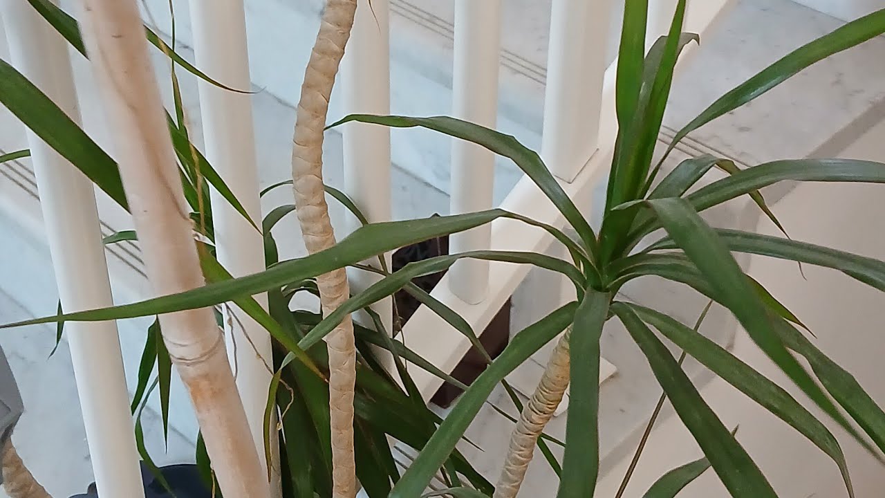 በዚ ተመለስኩ👏