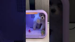 Upgrade Your Grooming Game