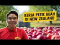 Kerja Petik Buah di New Zealand