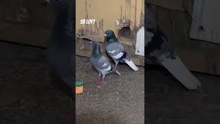 The Glamour Show of a Fancy Pigeon racer pigeon black tiger