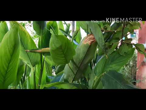 Video: Mimea Ya Ndani Ya Arrowroot (picha 28): Arrowroot Na Maua Mengine Ya Familia Ya Arrowroot. Kuwajali Nyumbani