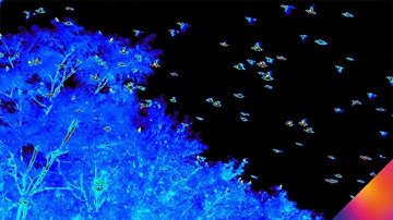 Flock of Birds in Flight | FLIR High Speed Thermal Camera