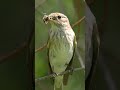 Spotted Flycatcher With Live Fly In Its Beak Muscar Sur Cu MuscДѓ Vie In Cioc Spotted Flycatcher With Live Fly In Its Beak Muscar Sur Cu MuscДѓ Vie In Cioc
