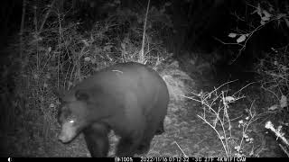 Bear Cougar Deer by Andy Hoffmann 616 views 1 year ago 55 seconds