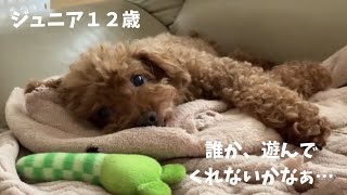 毎日…誰か遊んでくれないかなぁ～(^^♪ジュニアの願い…大好きなおもちゃを準備している(#^^#) by 5ワン1ニャン らなチャンネル 197 views 1 month ago 4 minutes, 25 seconds