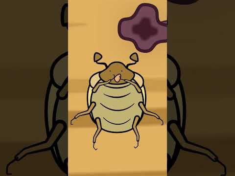 Chameleon mukbang🦎 #animation