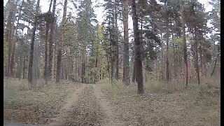 картинка: Лес в октябре.