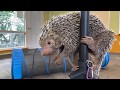 Home Safari - Brazilian Porcupine Rico - Cincinnati Zoo