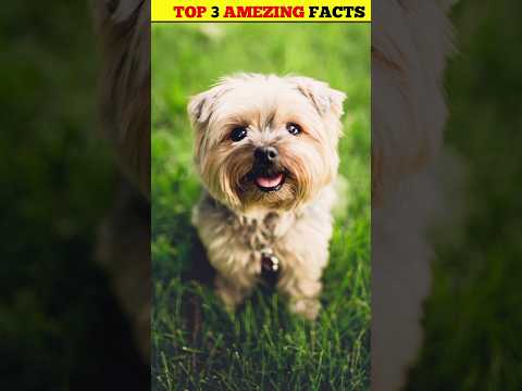 वीडियो: क्या कुत्ते सच में अंधे होते हैं?