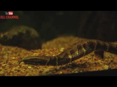 5 ყველაზე უცნაური და საინტერესო ცხოველის სახეობა mp4