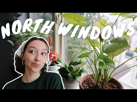 Video: Krumväxter i fönster som vetter mot norr – inomhusväxter som gillar fönster med svagt ljus
