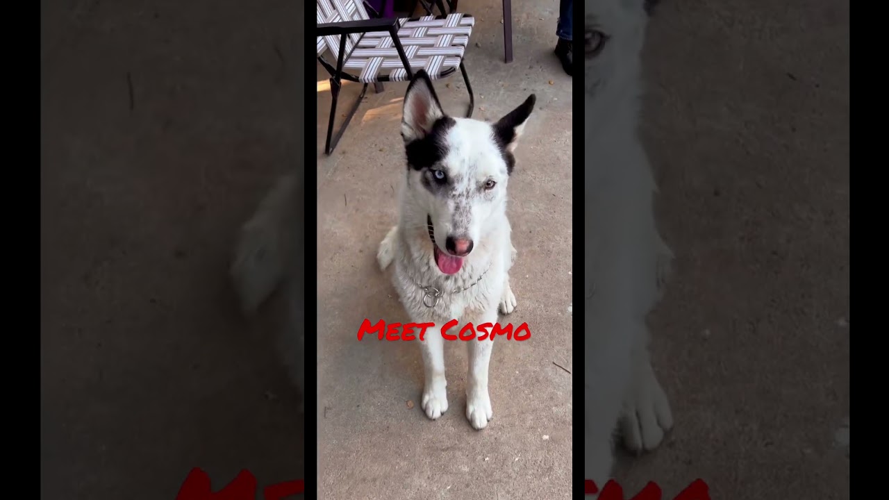 Cosmo needs a home! 
