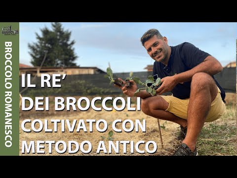 Video: Cos'è il Romanesco: consigli per coltivare i broccoli Romanesco