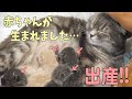 【感動!!】スコティッシュフォールド猫のつむに赤ちゃんが生まれました… my cat and childbirth thank you for your praying