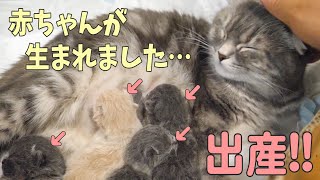 【感動!!】スコティッシュフォールド猫のつむに赤ちゃんが生まれました… my cat and childbirth thank you for your praying